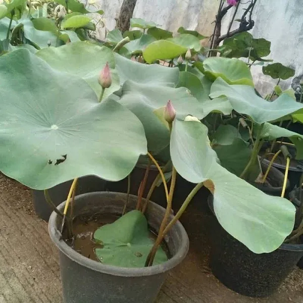 jual tanaman air lotus